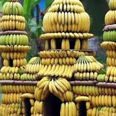khỉ 