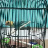 Siêu