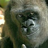 chúc