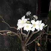 Tạp 