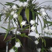 Dwar