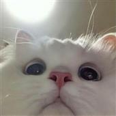 Chú