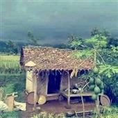 Hoạ
