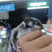 Cỗ M