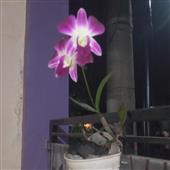 Fir