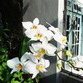 Hợp 