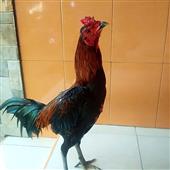 Ngọ