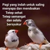 Gậy 