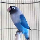 Phù
