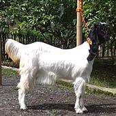 câu