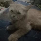 Bón