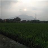 Dự đ