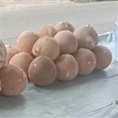 Trực