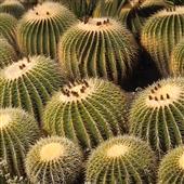EM 