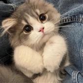 bầu 