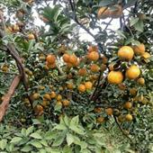 Cuốn