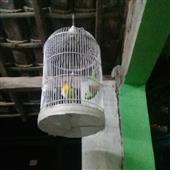 trò