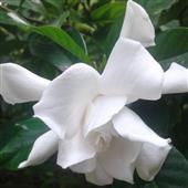 CỪU