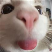 Kèo 