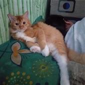 Giải