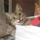 Chú