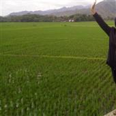 Dự đ