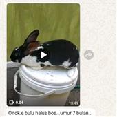 Casi