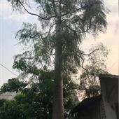 IPL 