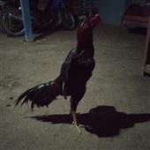 Gươn