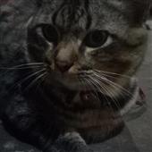 Bàn 