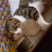 Kèo 