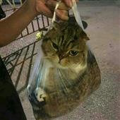 Chư