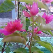 Thủy