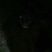 Bel