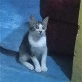 Trự