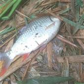 Nổi 