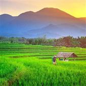 Lươn