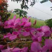 Vươn