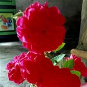 Trự