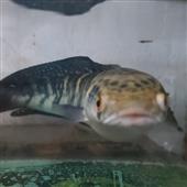 Vũ 