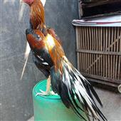 Nhận