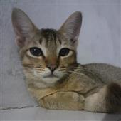 Soi
