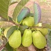 Kết 