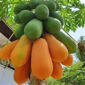 BẮN 